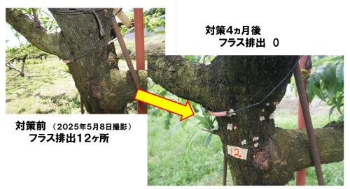 果樹　駆除率100パーセント