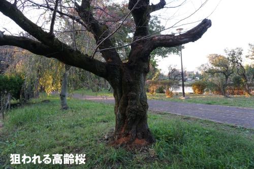 狙われる高齢桜