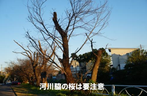 河川脇の桜は要注意