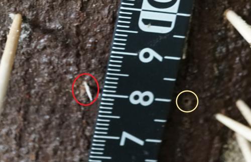 DSC07192 カシナガ幼虫穿入孔と幼虫フラス排出孔