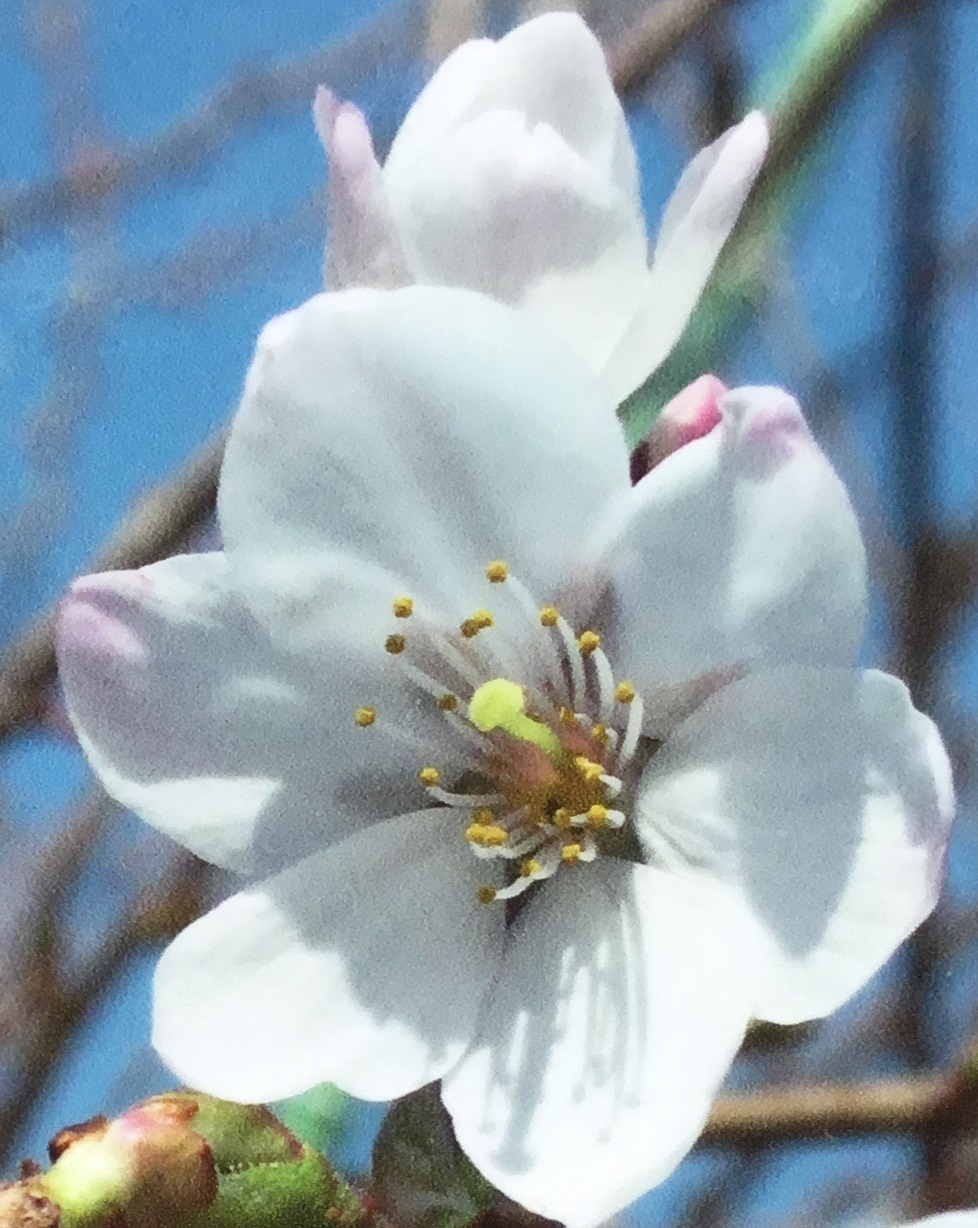 宇宙桜