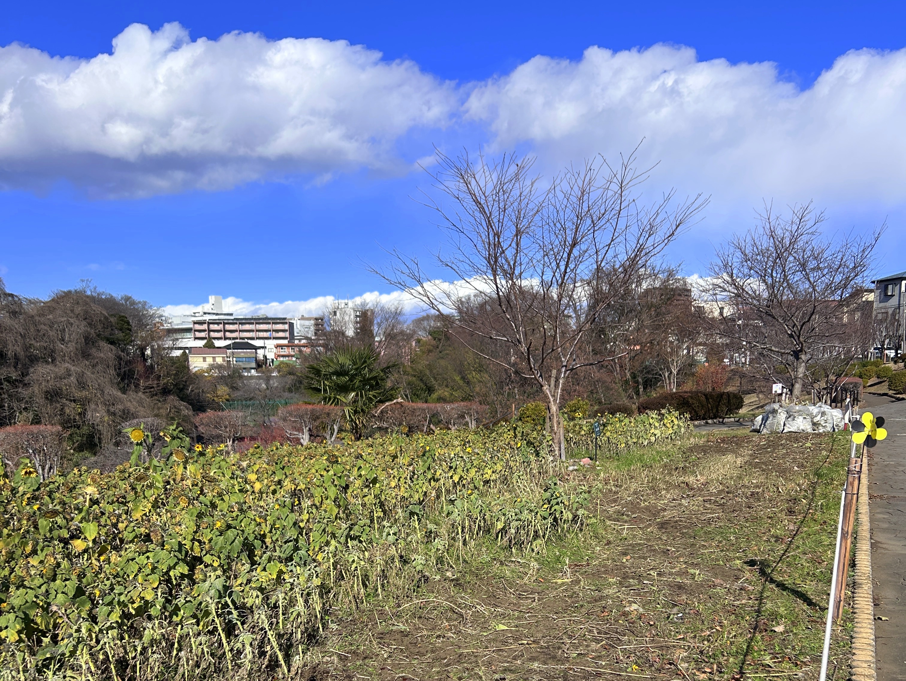 日本一元気で楽しいまち座間！ 笑顔あふれる座間を目指して! Smiles Zama Goals