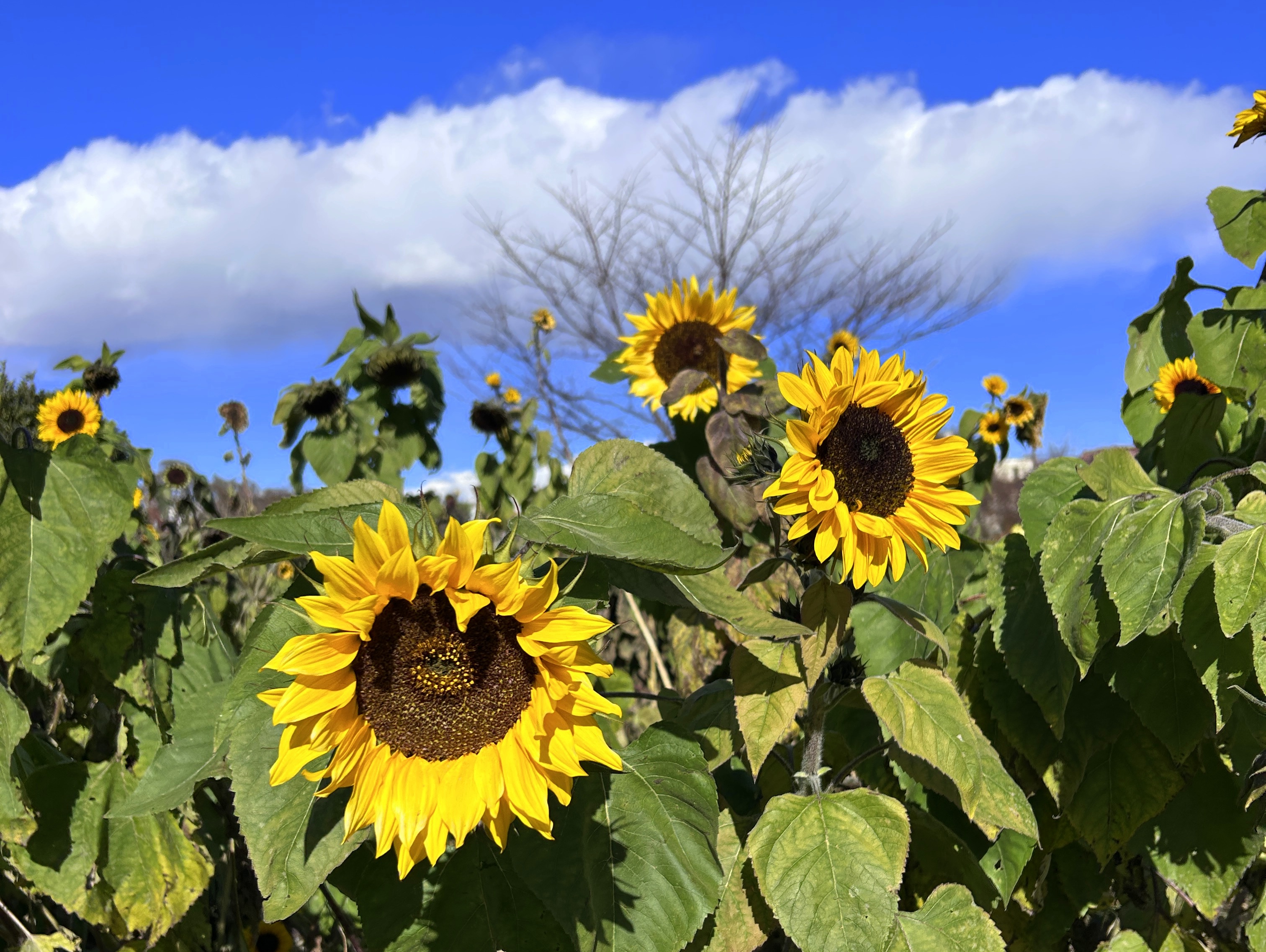 日本一元気で楽しいまち座間！ 笑顔あふれる座間を目指して! Smiles Zama Goals