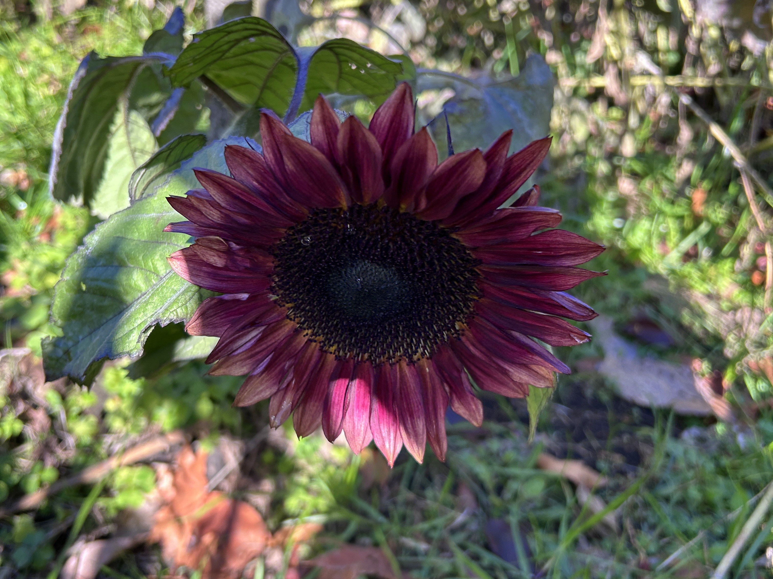 日本一元気で楽しいまち座間！ 笑顔あふれる座間を目指して! Smiles Zama Goals