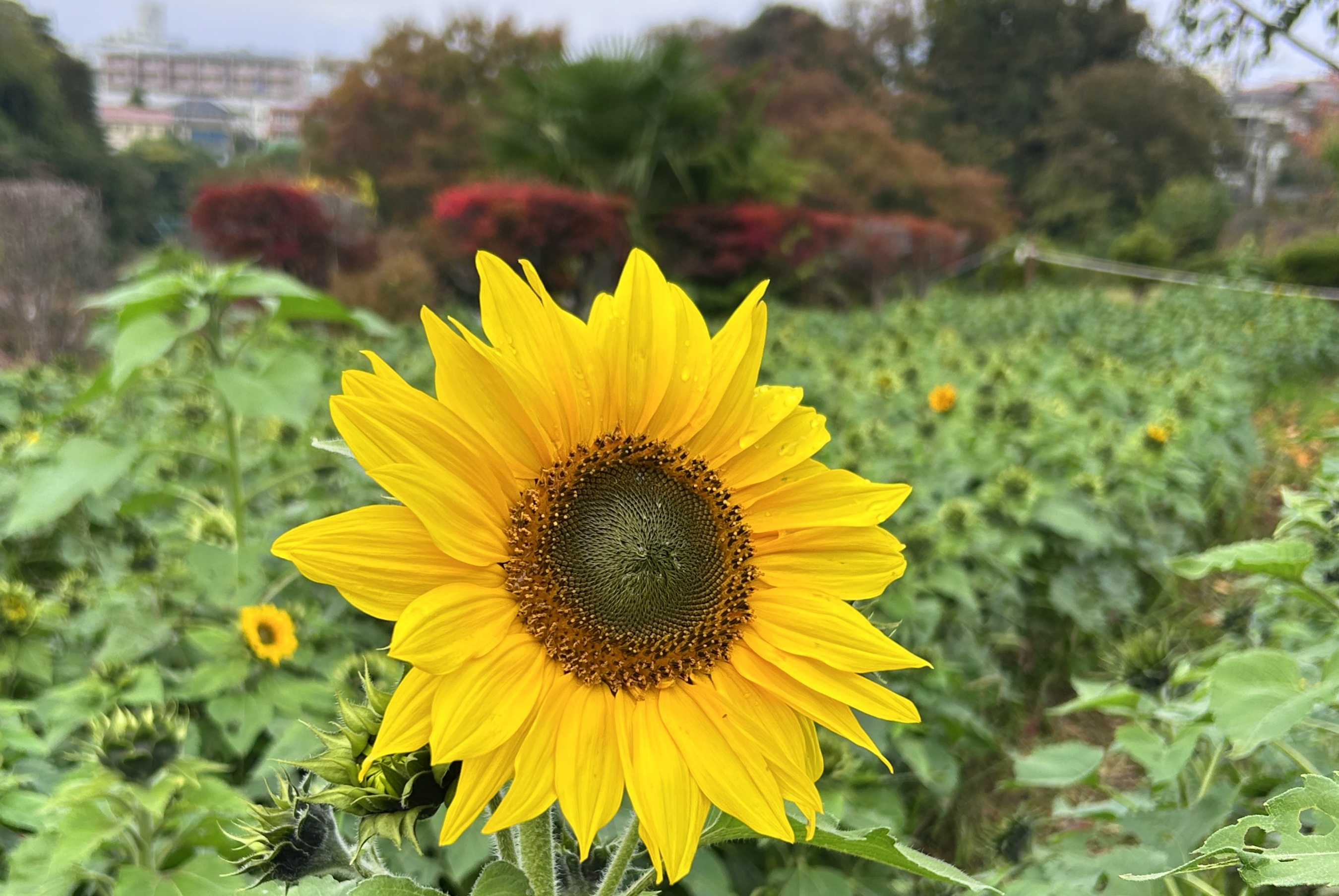 令和7年11月9日 🌻ひまわりを使って「いけばな体験」🌻を開催しました!