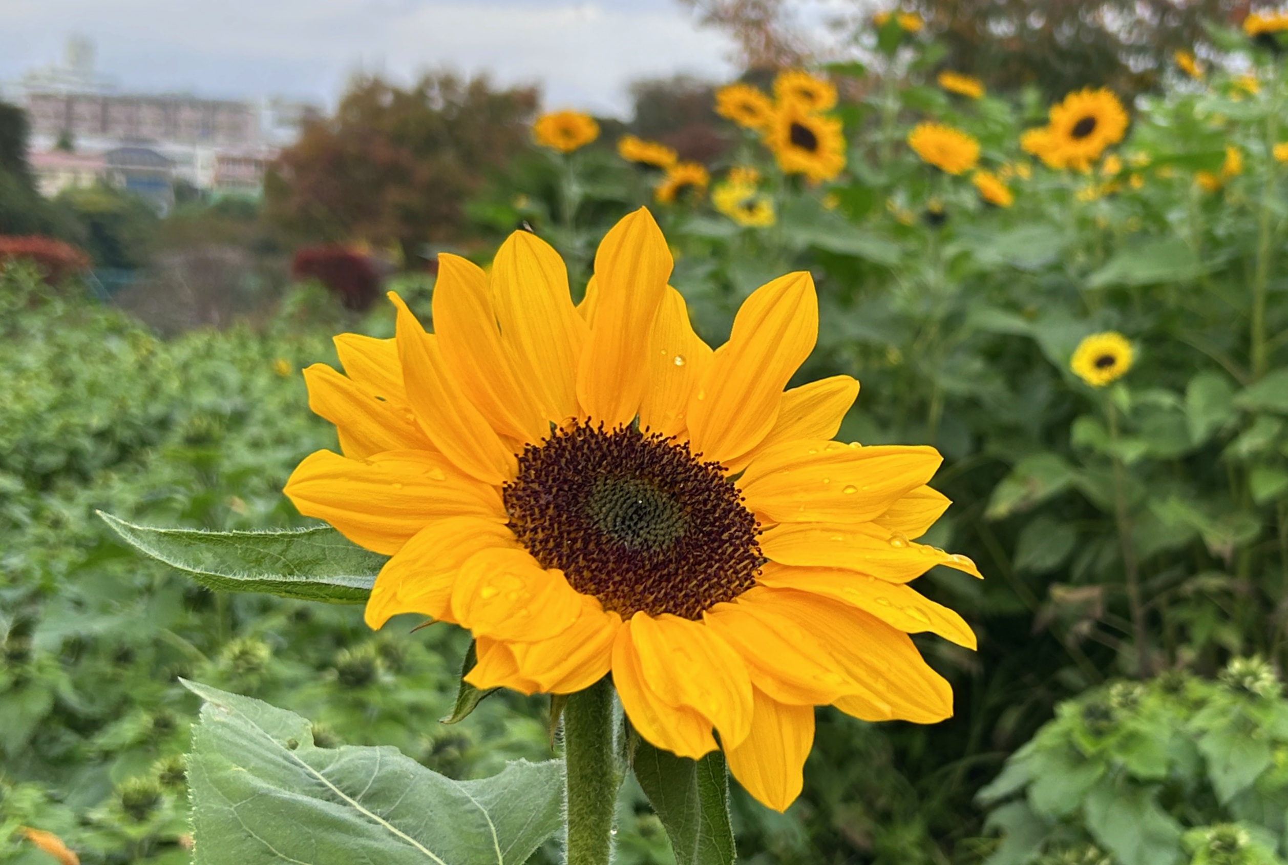 令和7年11月9日 🌻ひまわりを使って「いけばな体験」🌻を開催しました!