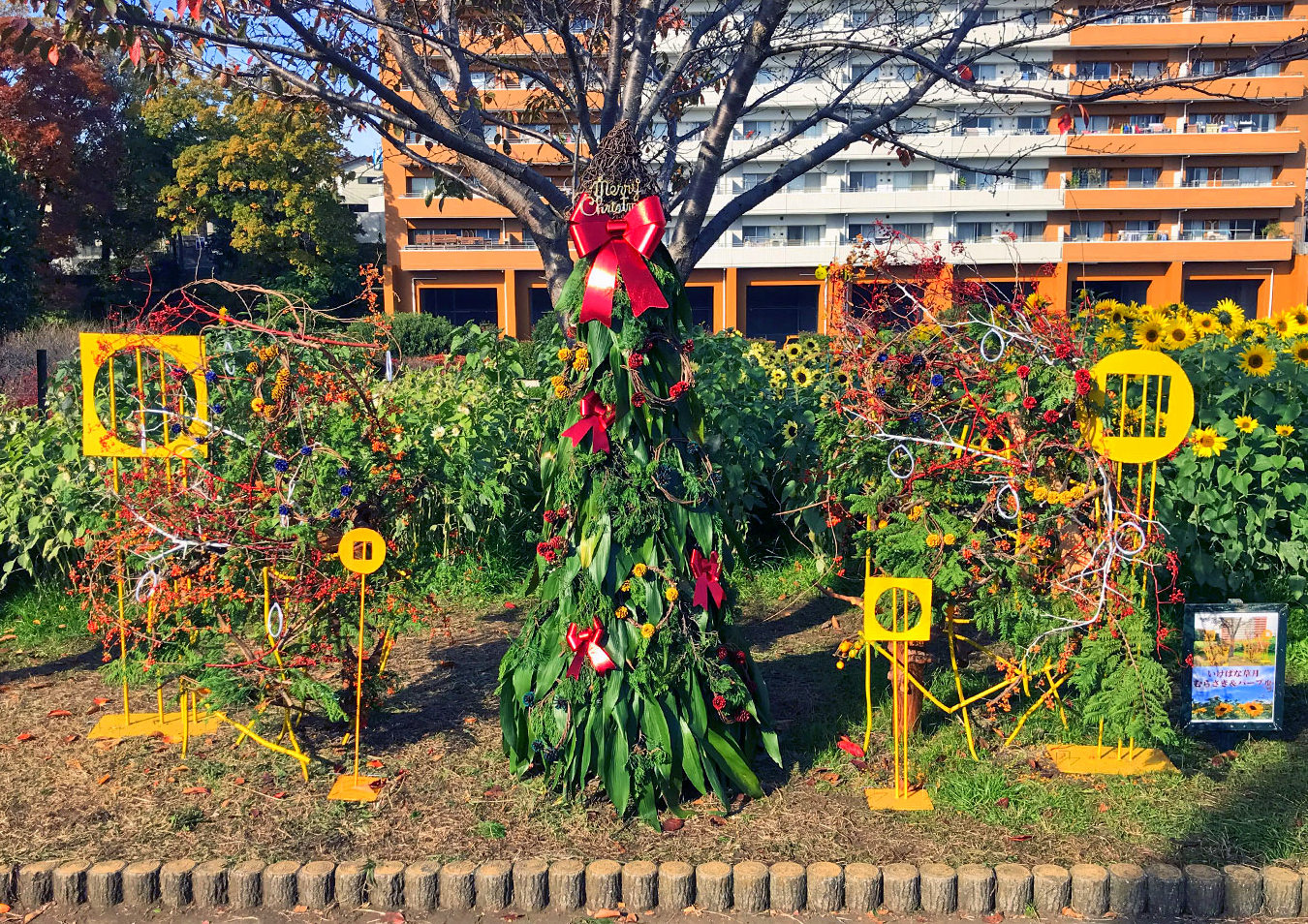 #冬のひまわり #かにが沢公園 #赤いひまわり