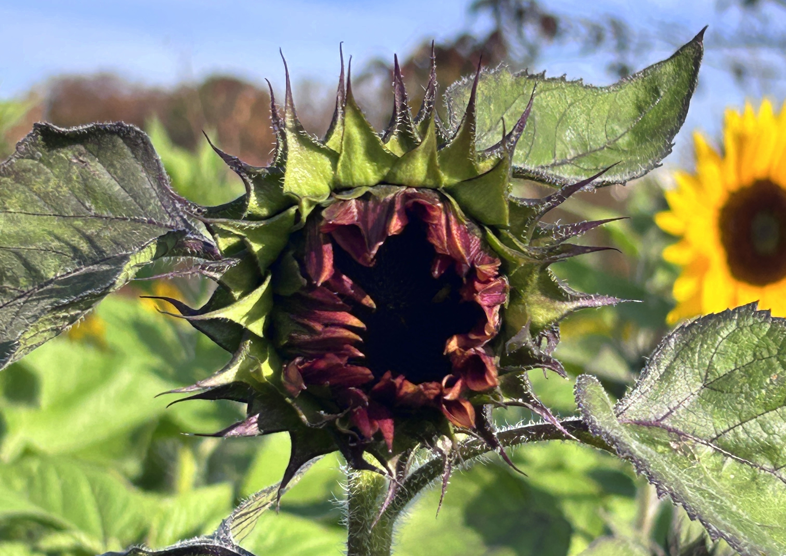 #冬のひまわり #かにが沢公園 #赤いひまわり