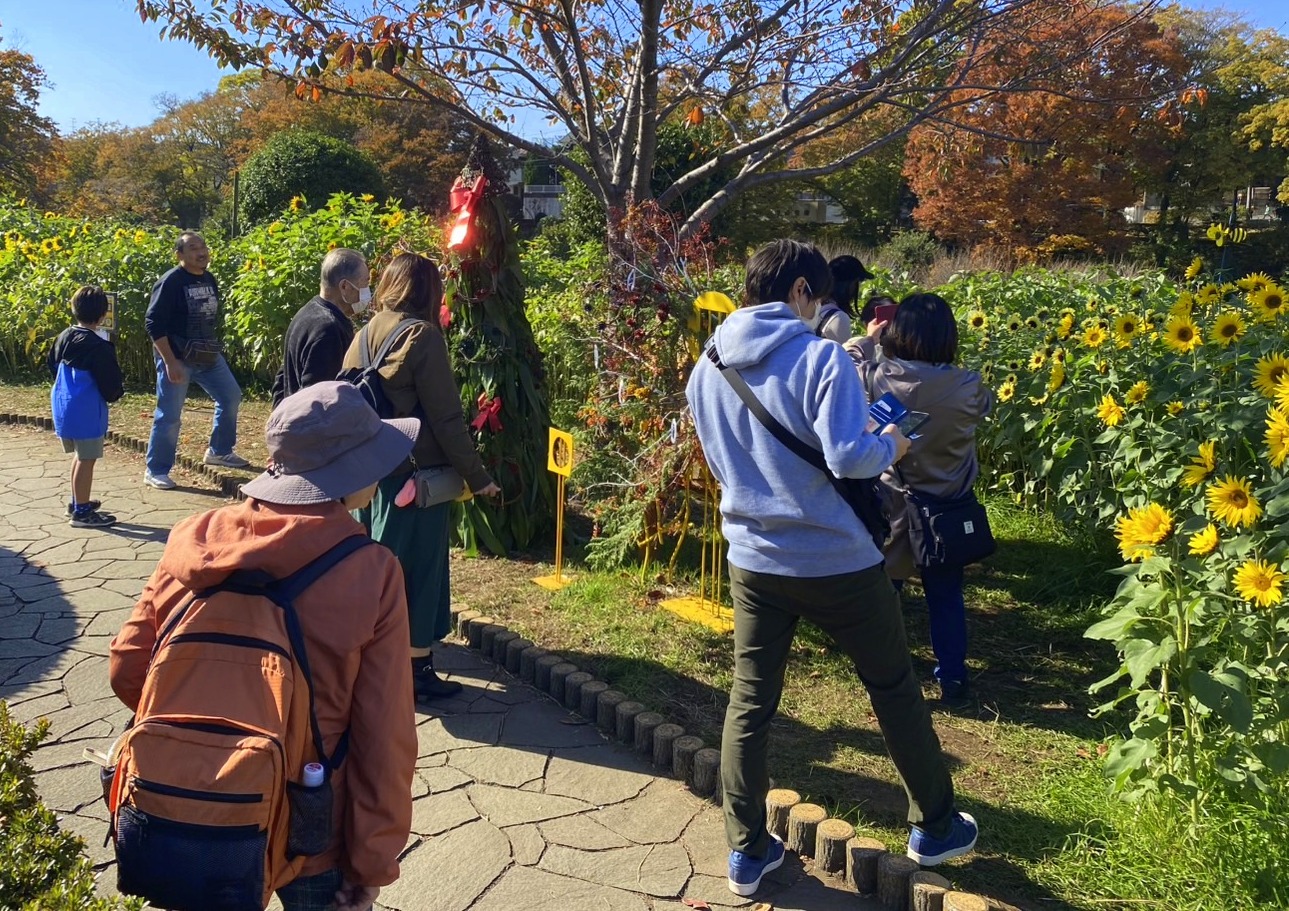 #冬のひまわり #かにが沢公園 #赤いひまわり