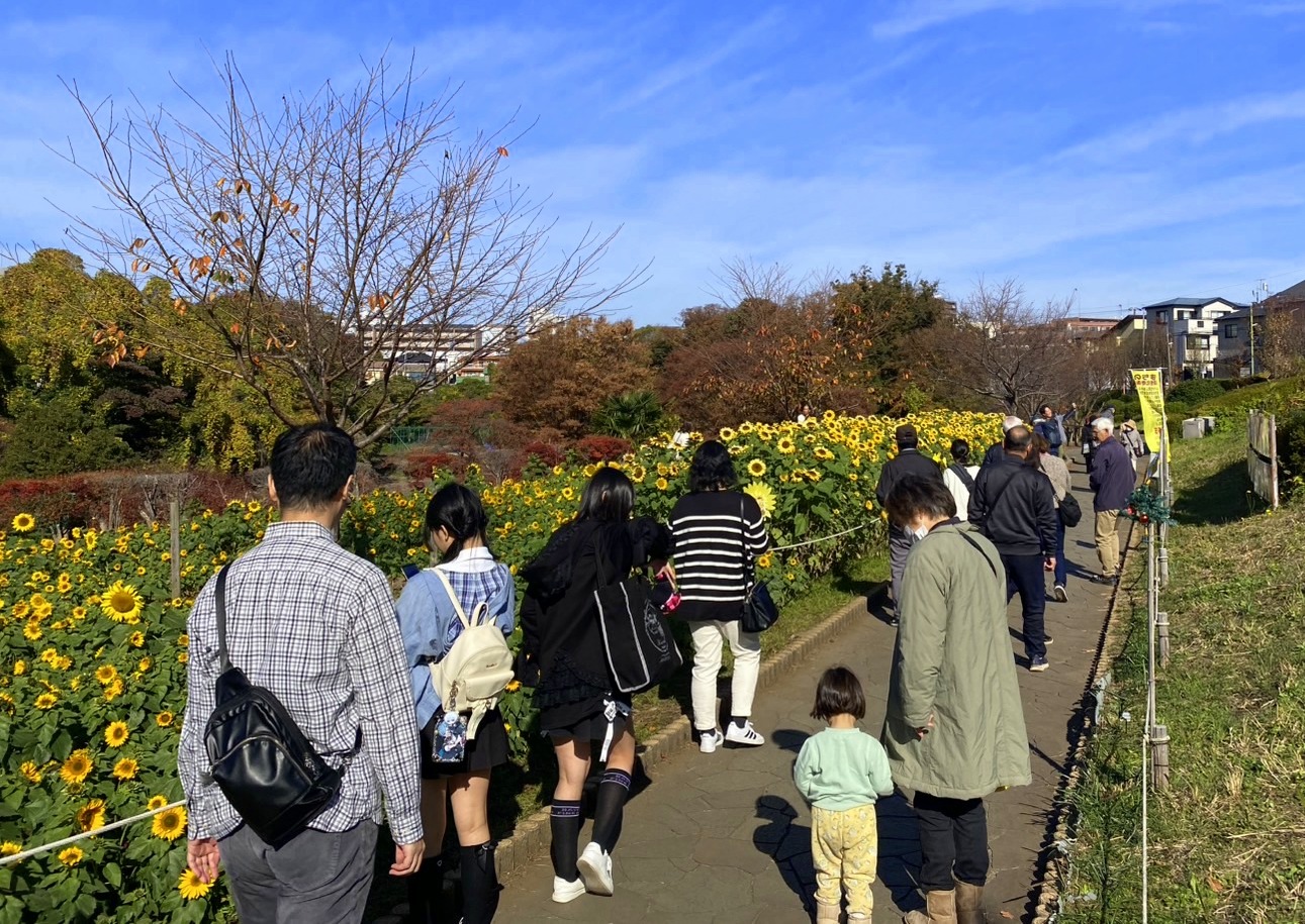 #冬のひまわり #かにが沢公園 #赤いひまわり