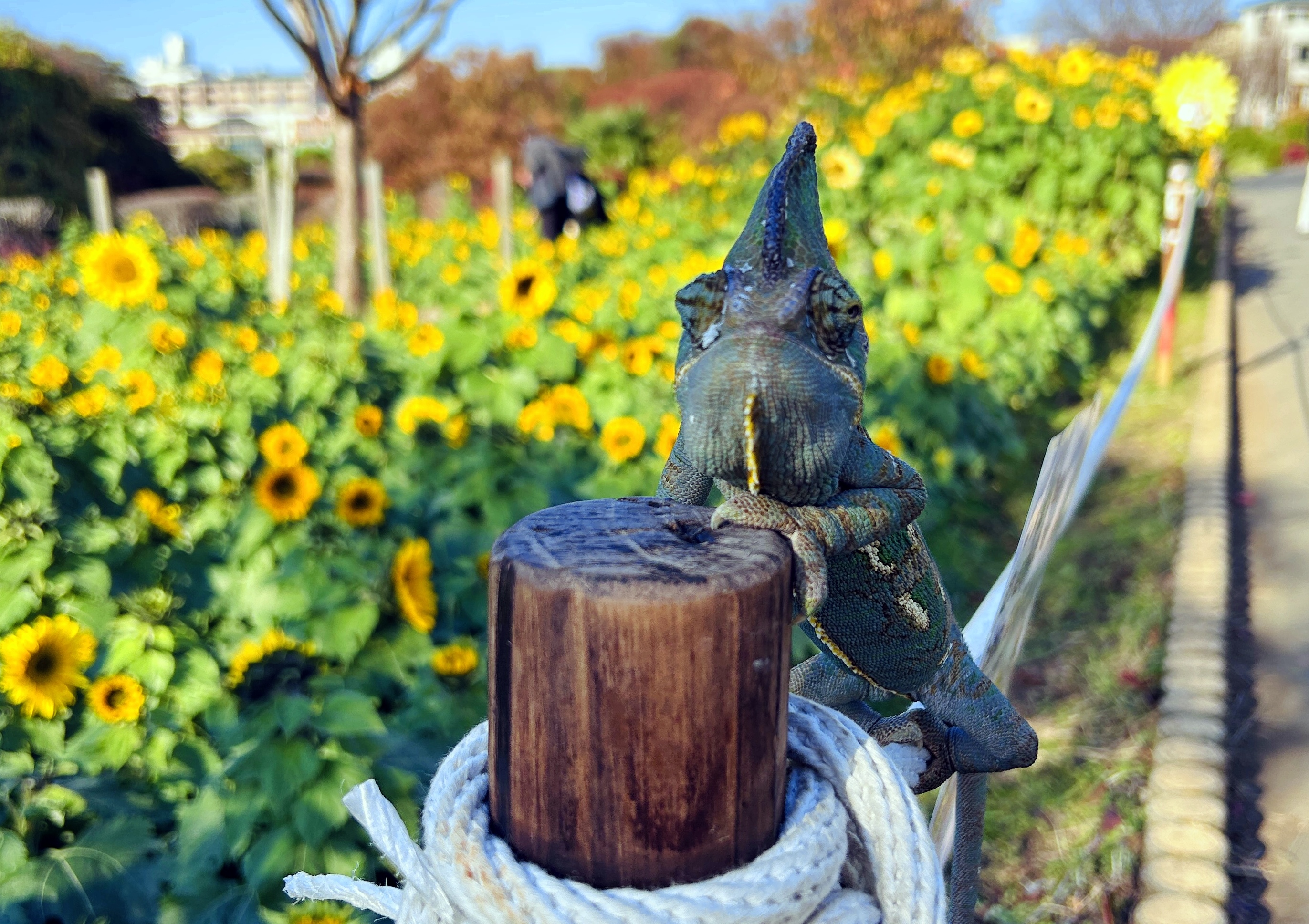 #冬のひまわり #かにが沢公園 #赤いひまわり