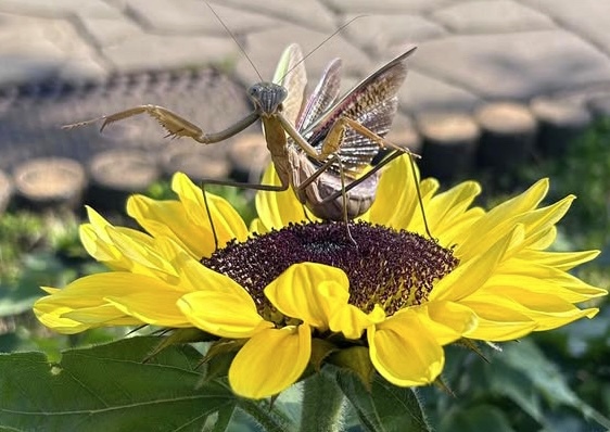 #冬のひまわり #かにが沢公園 #赤いひまわり