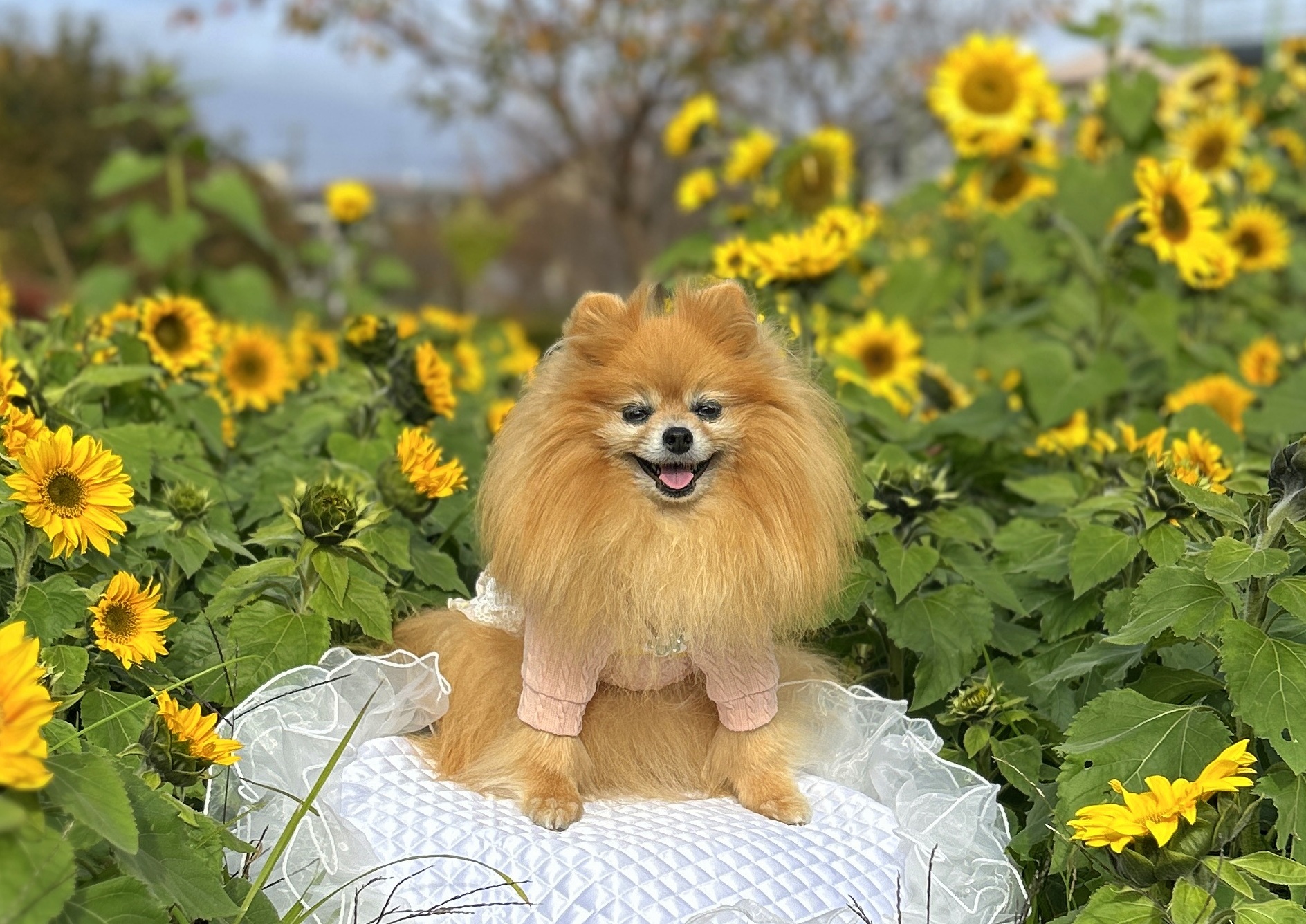 #冬のひまわり #かにが沢公園 #赤いひまわり