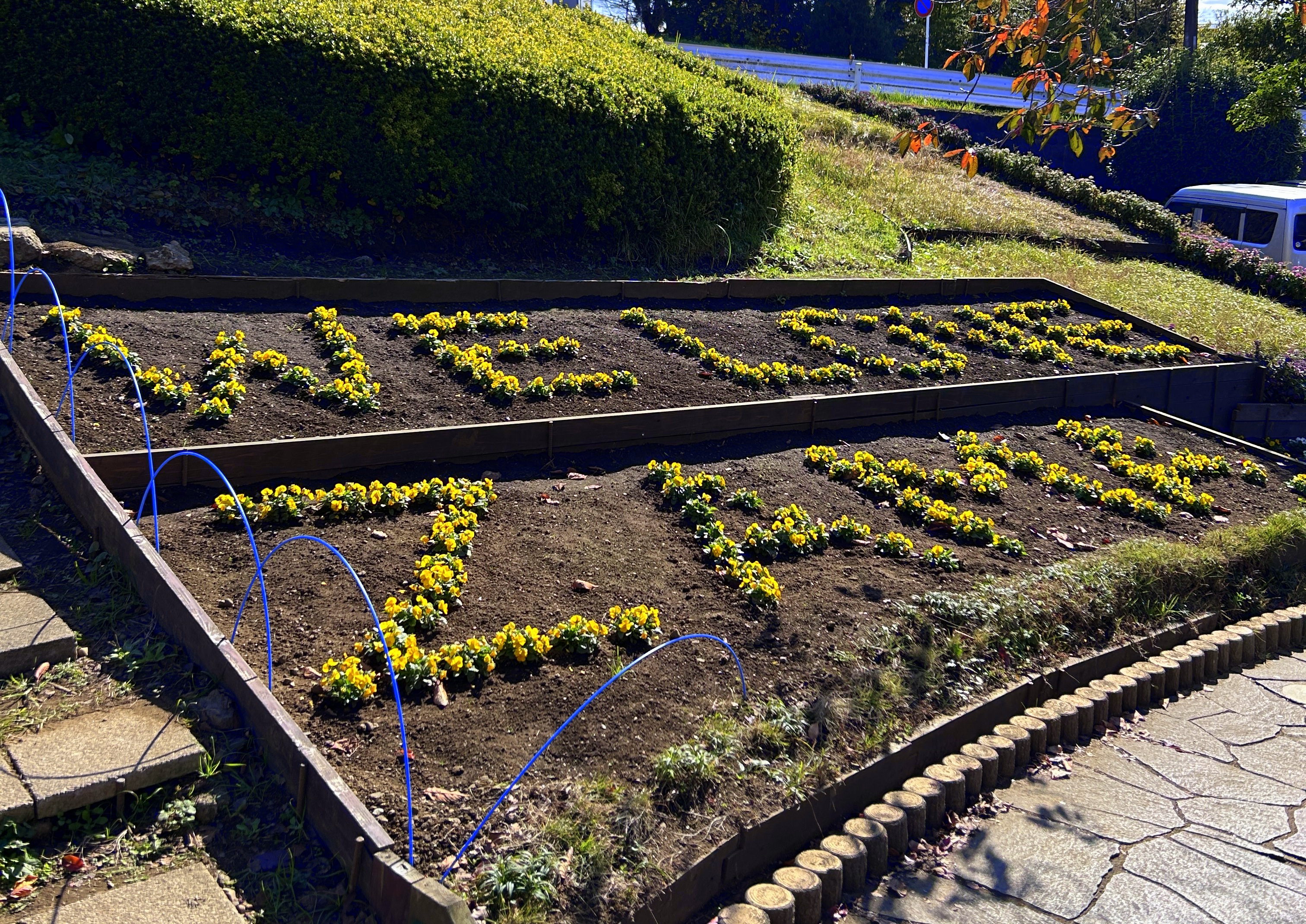 #冬のひまわり #かにが沢公園 #赤いひまわり