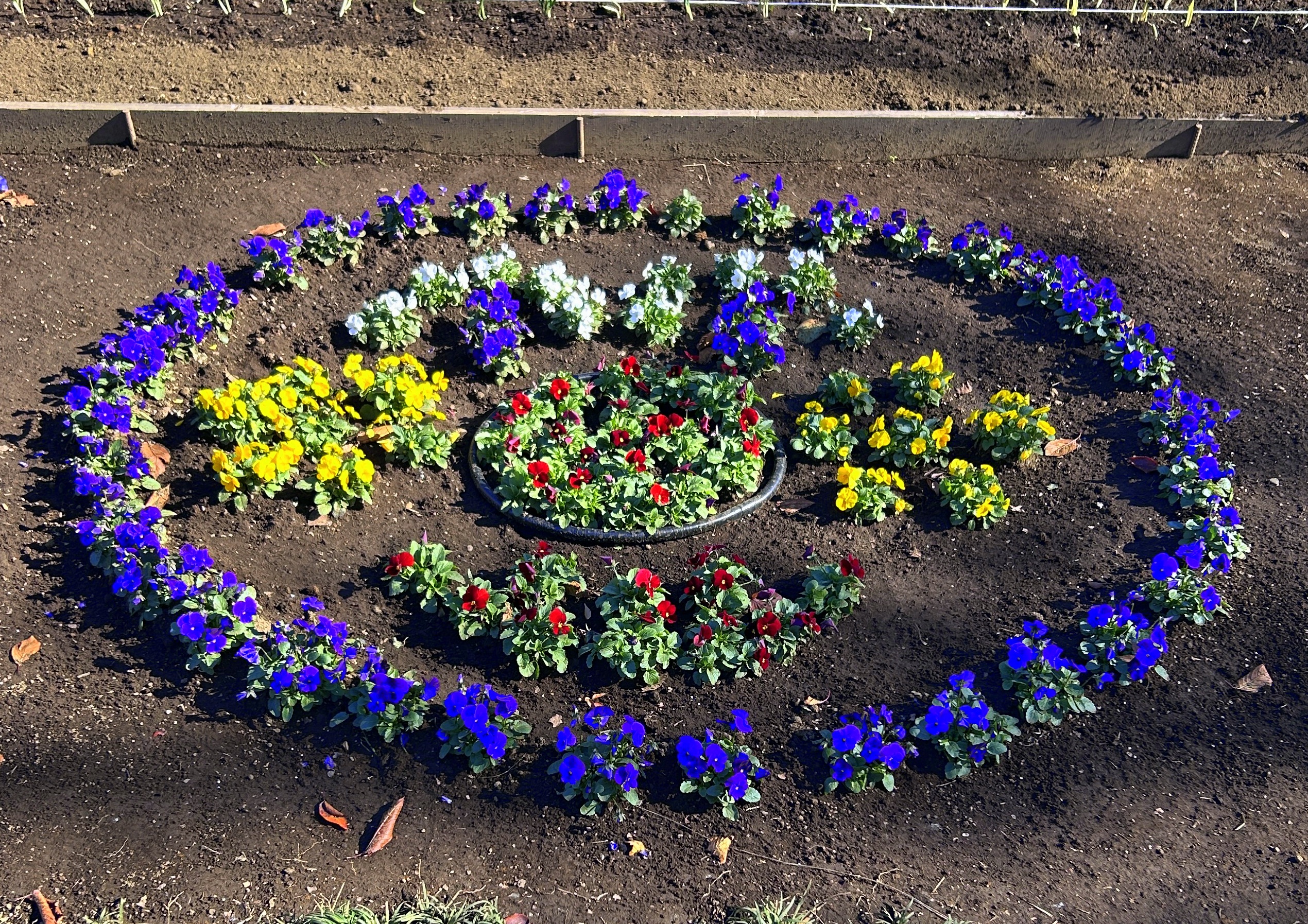 #冬のひまわり #かにが沢公園 #赤いひまわり