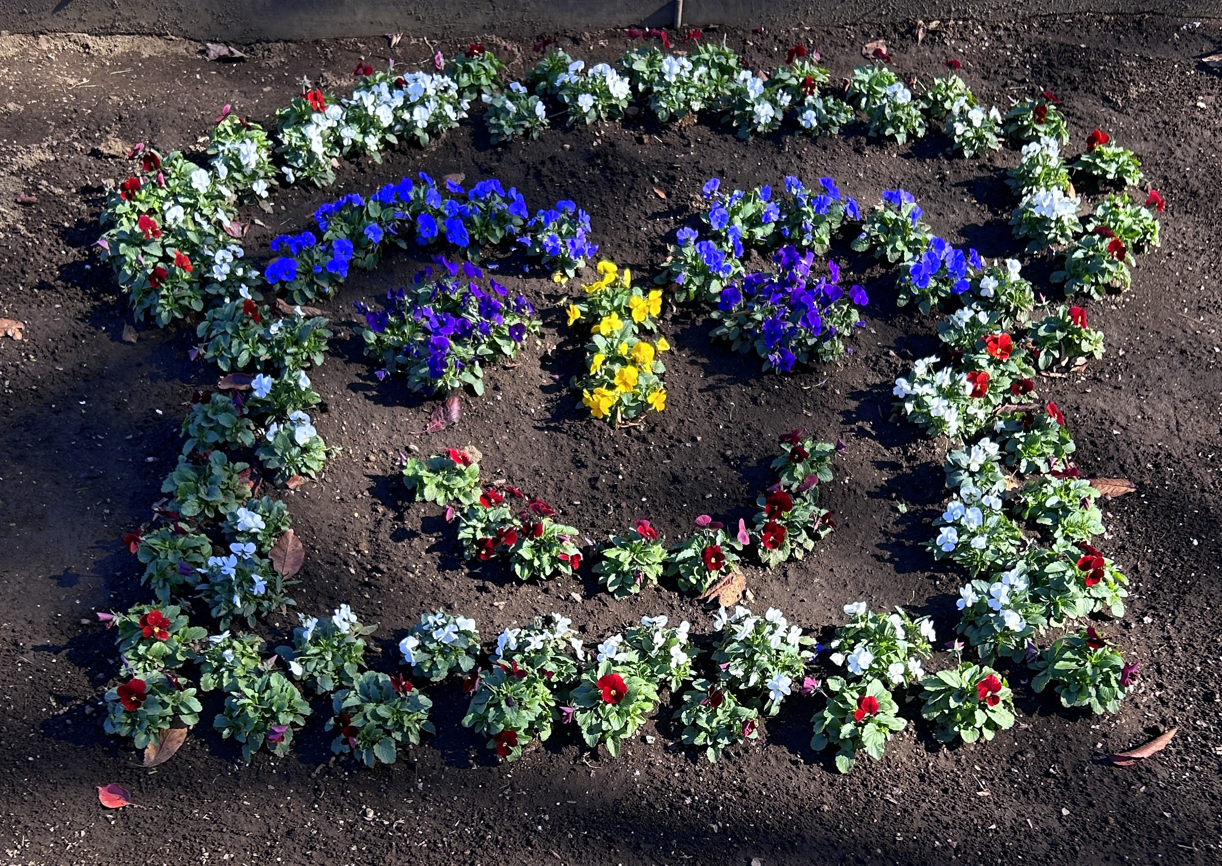 #冬のひまわり #かにが沢公園 #赤いひまわり