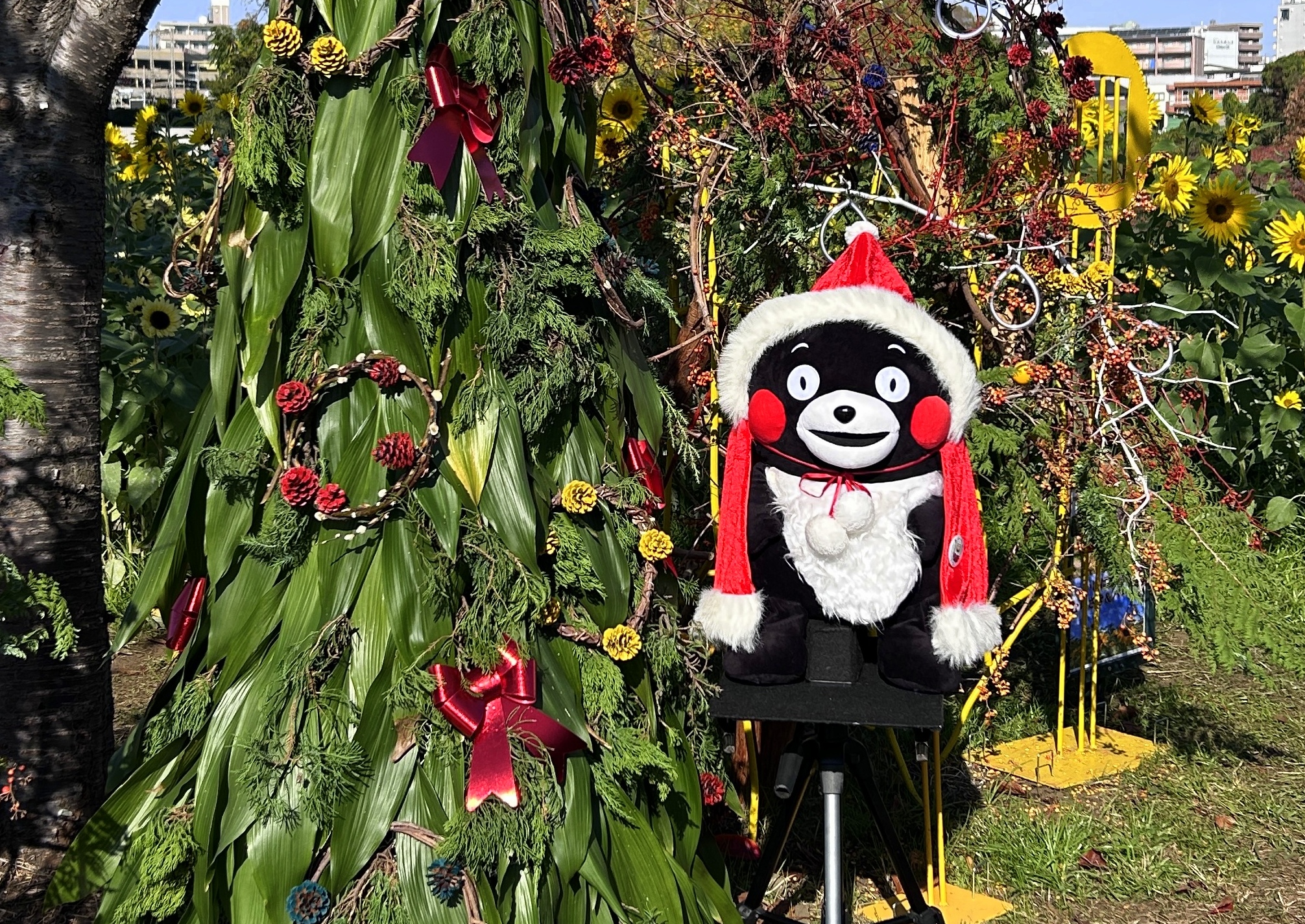 #冬のひまわり #かにが沢公園 #赤いひまわり