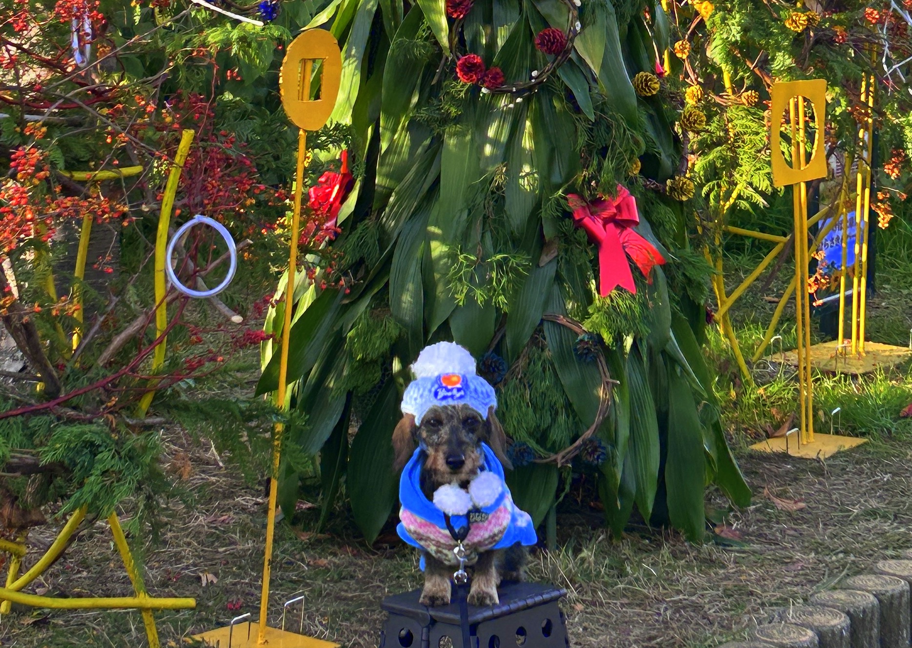 #冬のひまわり #かにが沢公園 #赤いひまわり