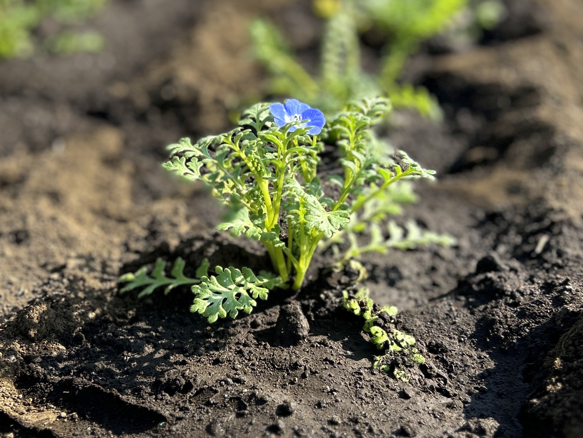 日本一元気で楽しいまち座間！ 笑顔あふれる座間を目指して! Smiles Zama Goals