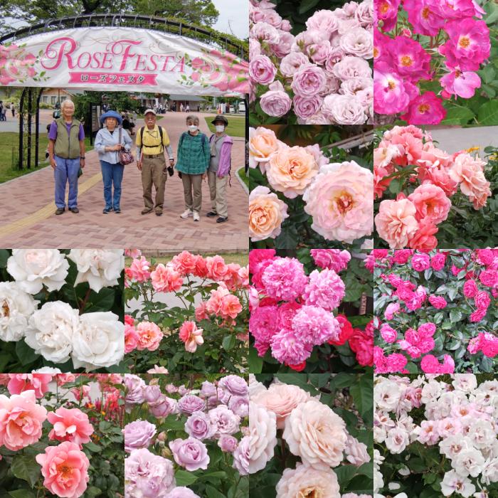 20250523_光綾公園コラージュ