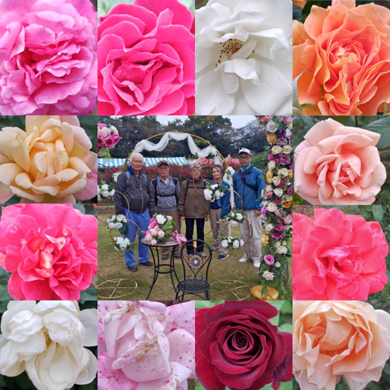 I20251101_生田緑地ばら苑